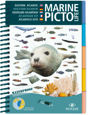 Fishing Guide Marine Picto Eastern Atlantic